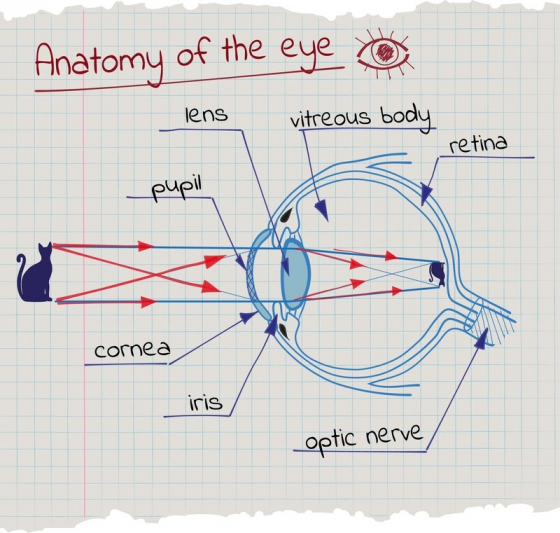 Как работи окото - схема